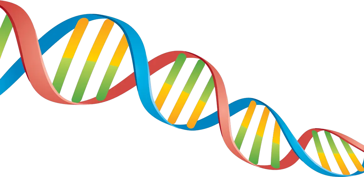 DNA PNG