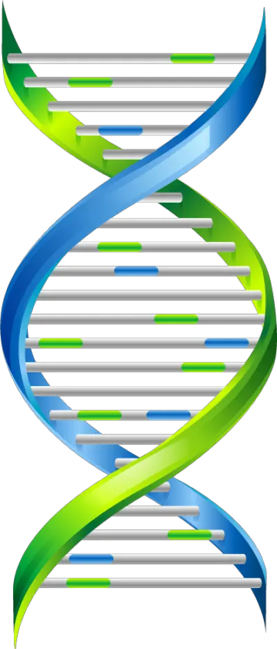 DNA PNG