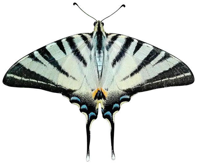 Moth PNG