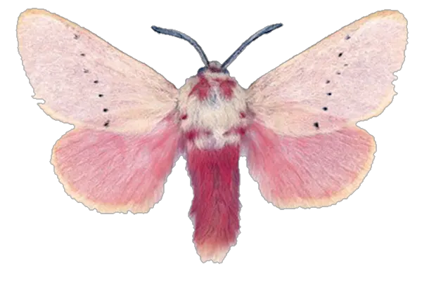 Moth PNG