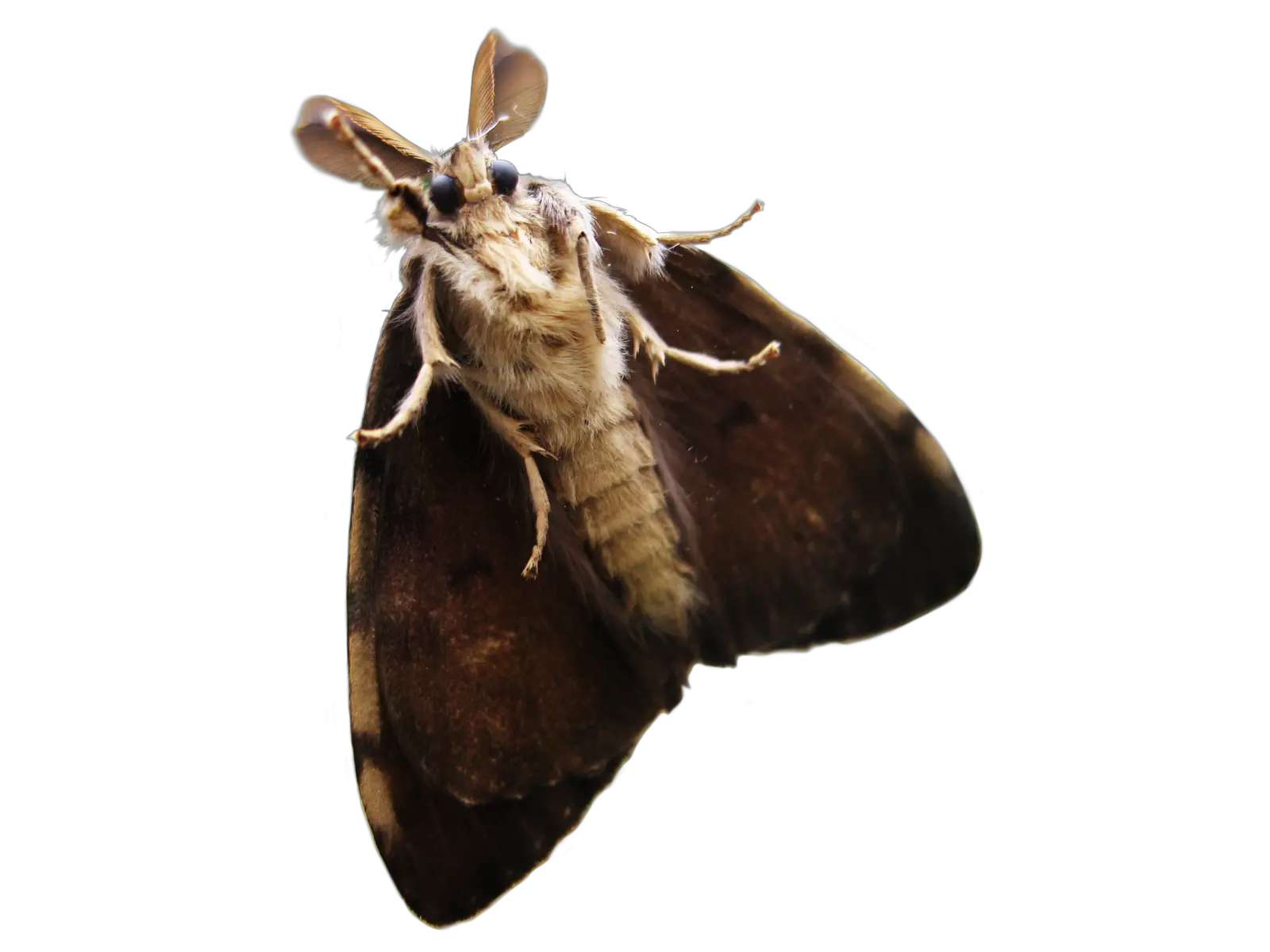 Moth PNG