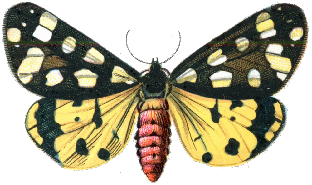 Moth PNG