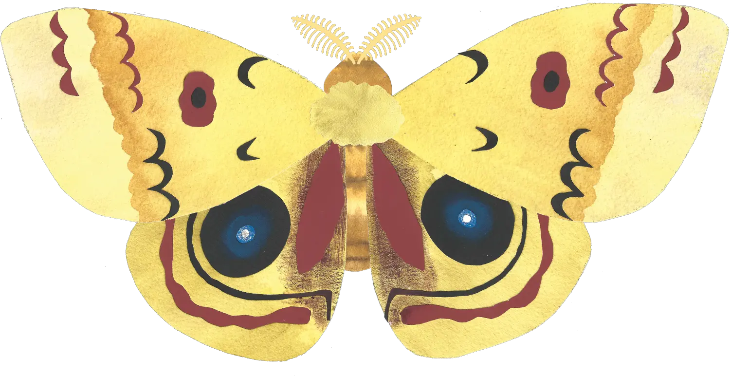 Moth PNG