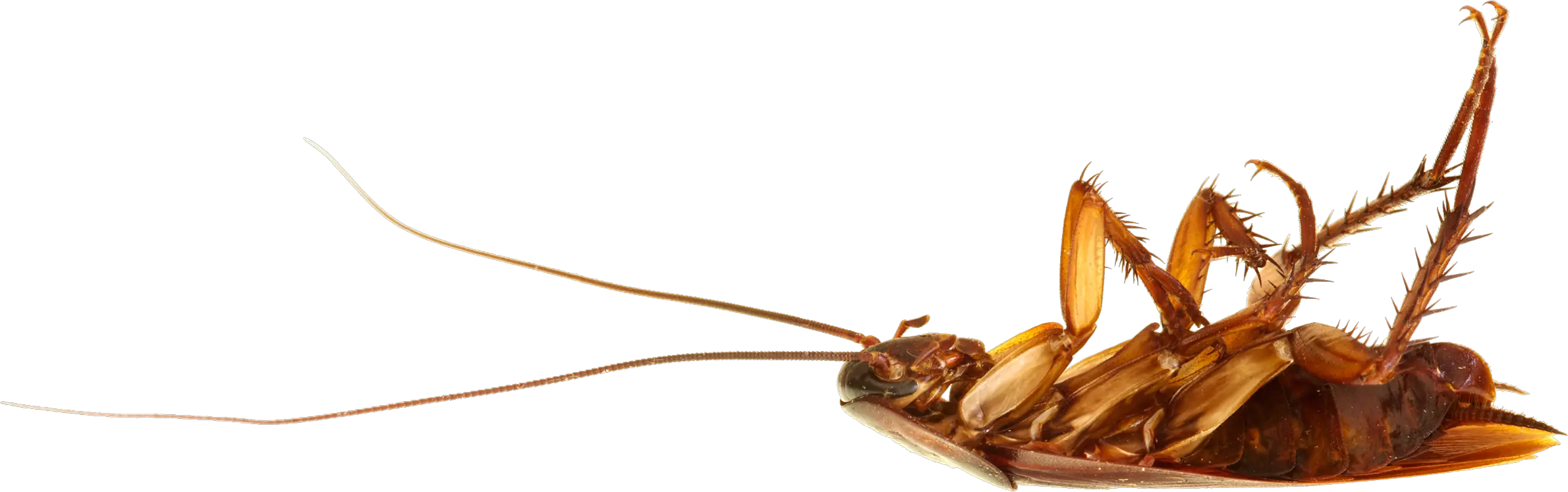 Roach PNG