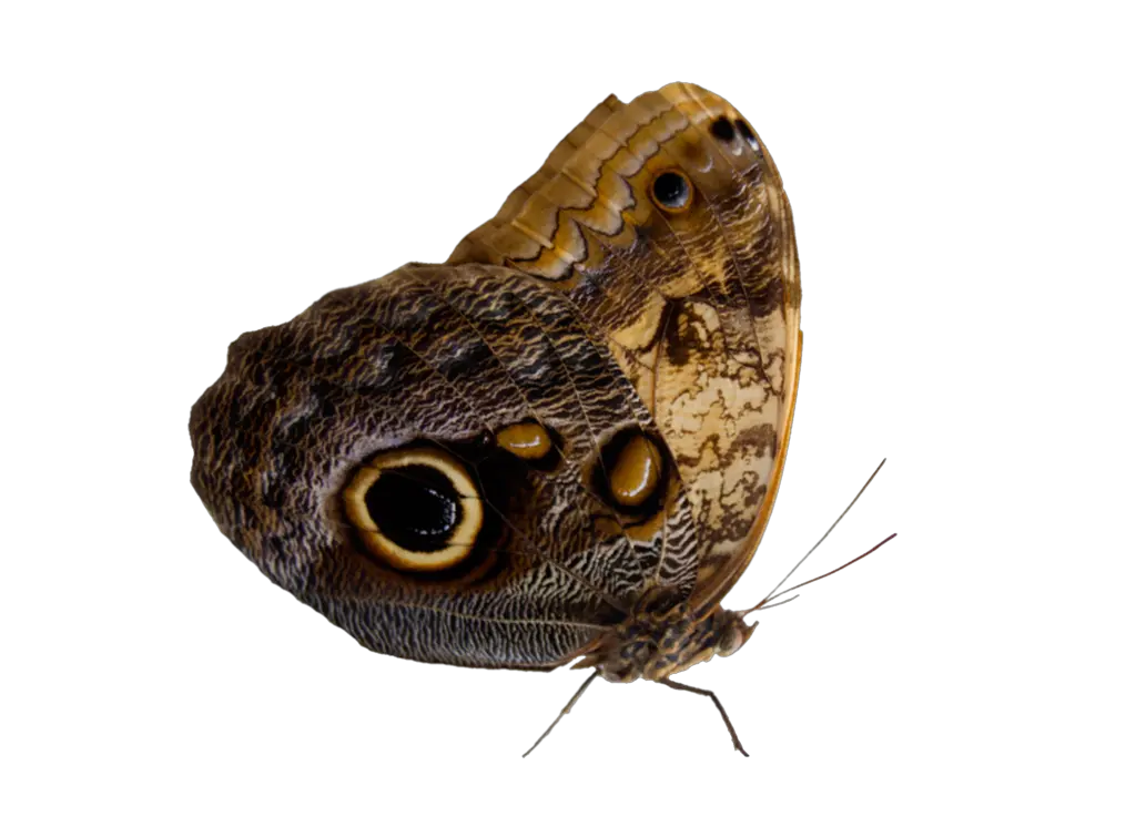 Moth PNG