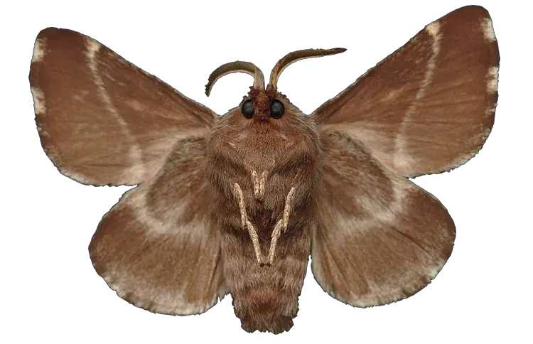 Moth PNG