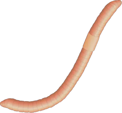 earthworm worm PNG