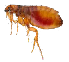 Flea PNG