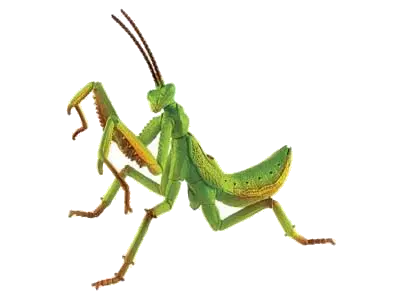 Mantis PNG