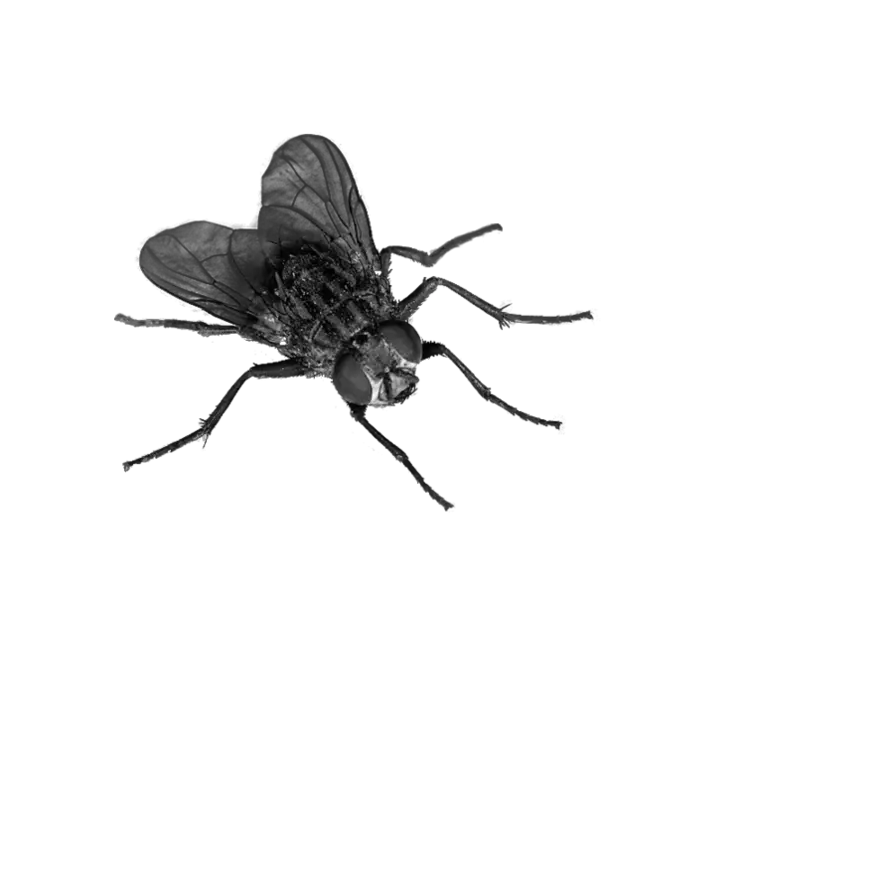 fly PNG image