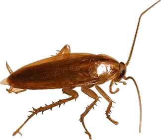 Roach PNG