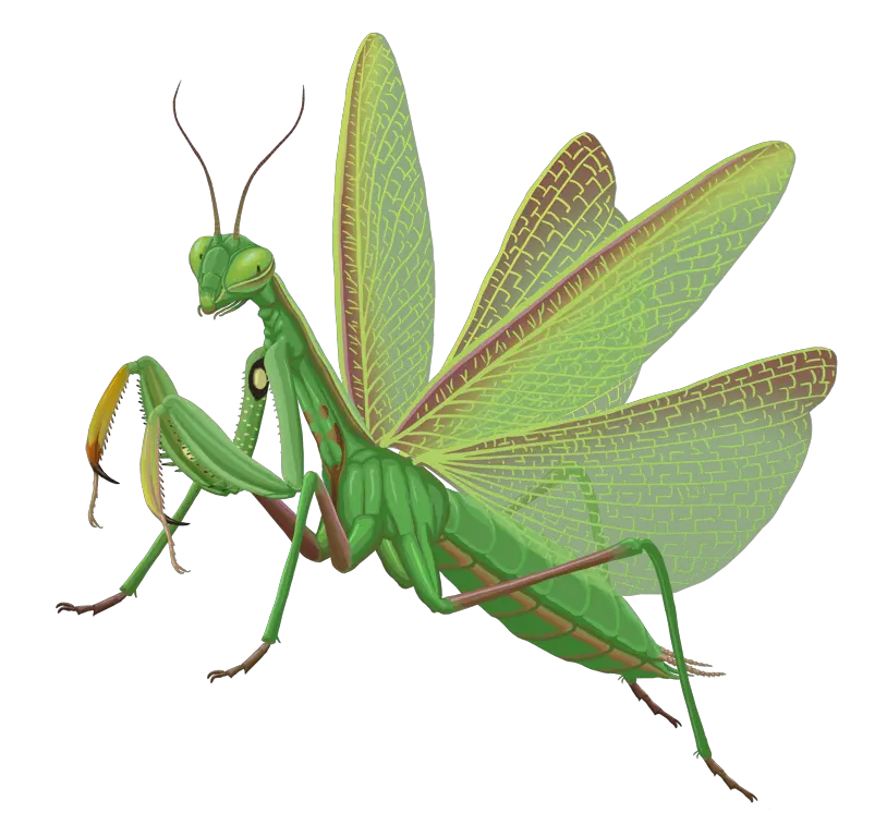 Mantis PNG