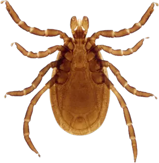 Tick insect PNG