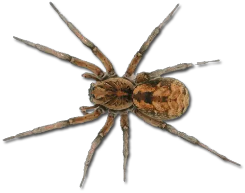 Spider PNG image