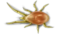 Tick insect PNG