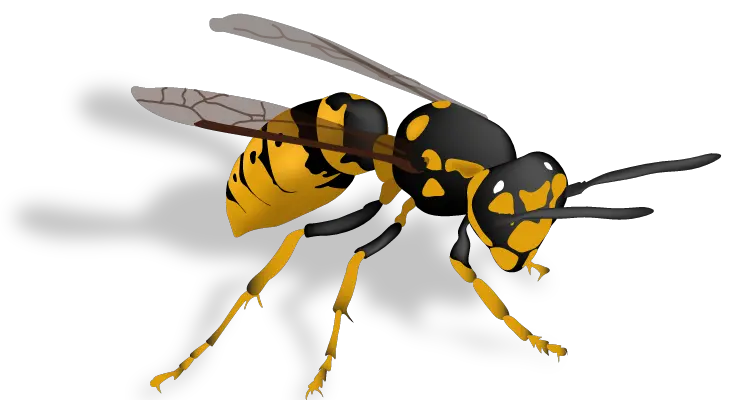 Wasp PNG