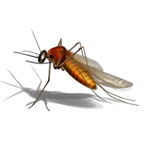 Mosquito PNG