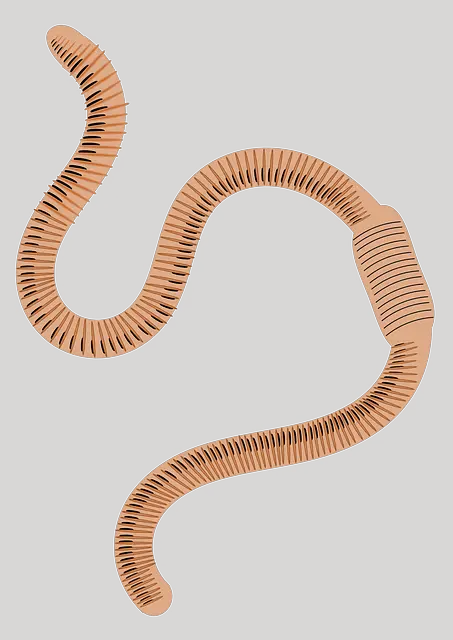 earthworm worm PNG