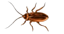 Roach PNG