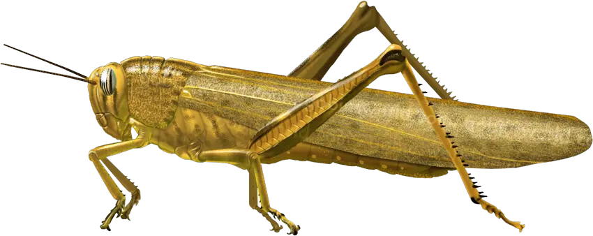 Grasshopper PNG