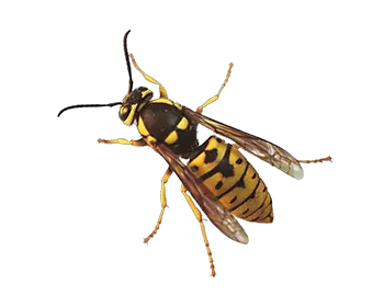 Wasp PNG