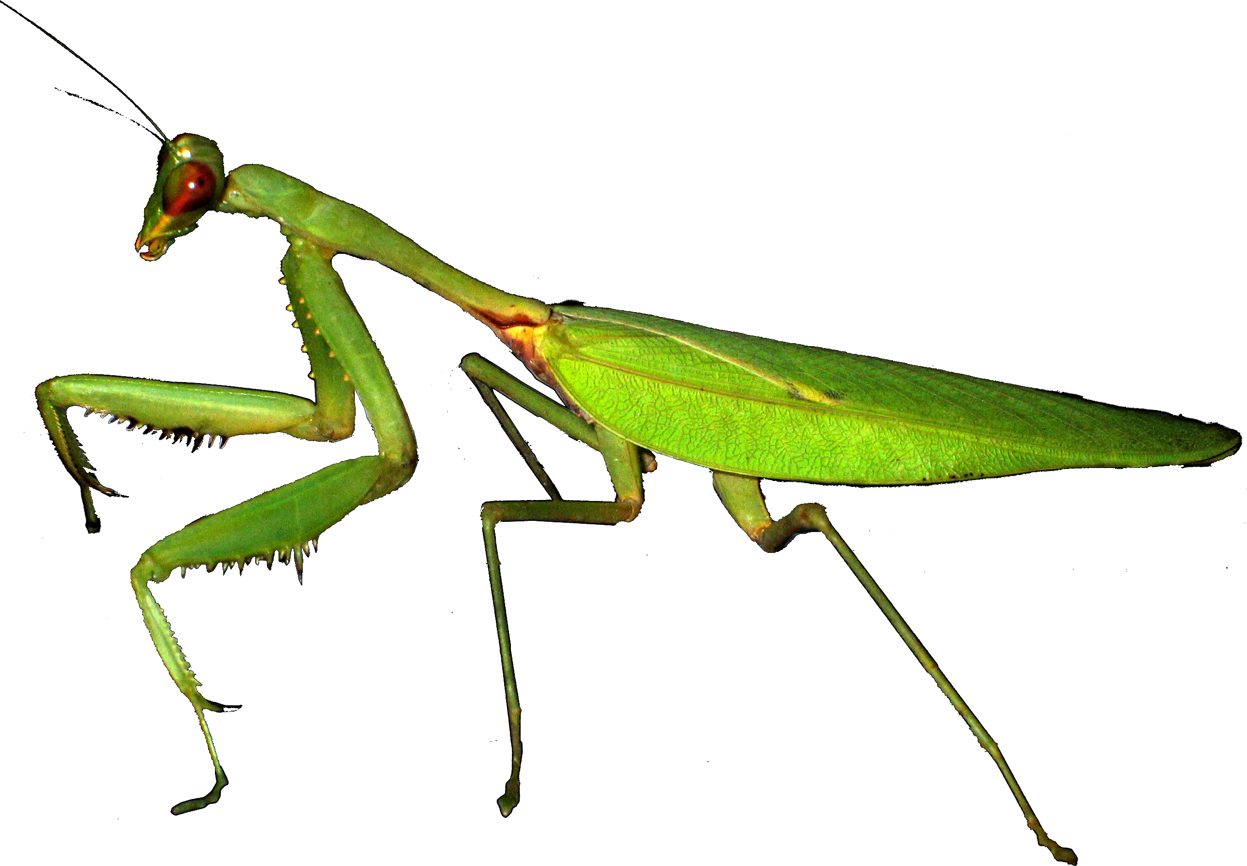 Mantis PNG