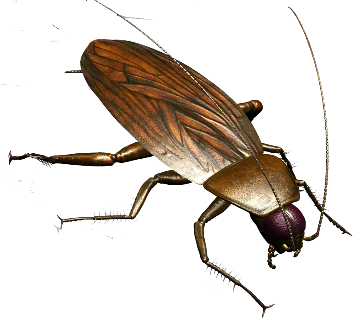 Roach PNG