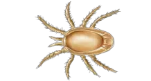 Tick insect PNG