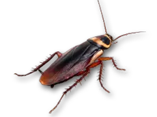 Roach PNG