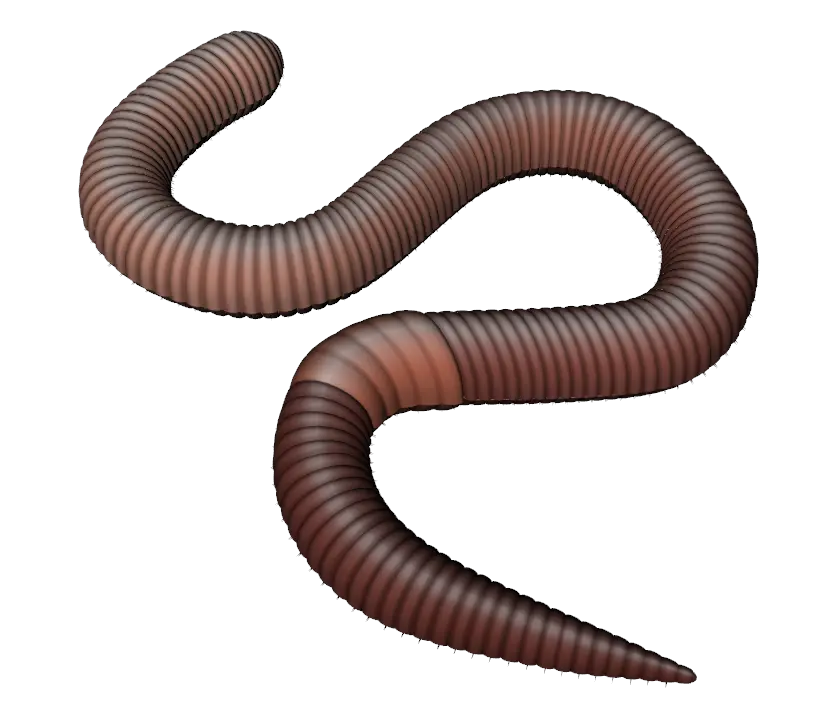 earthworm worm PNG