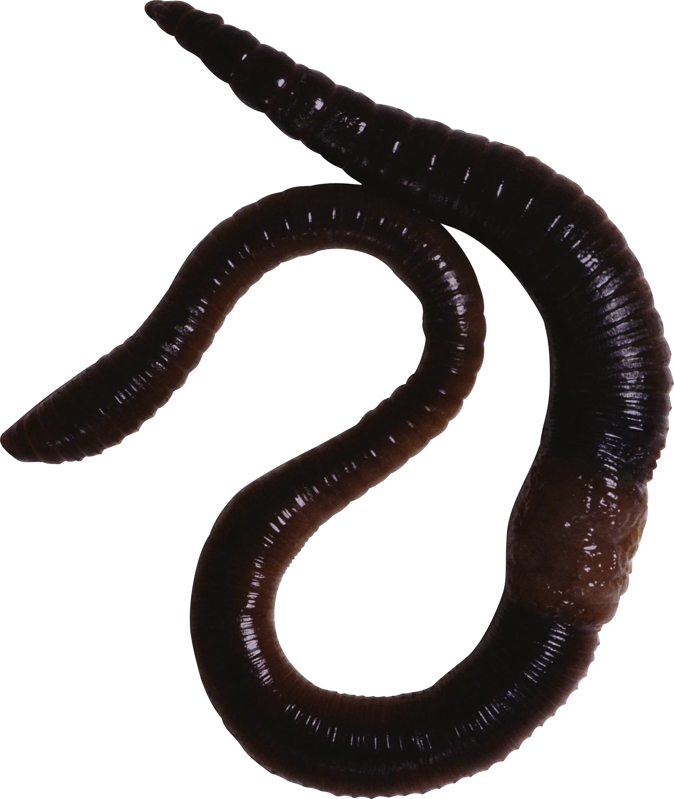 earthworm worm PNG