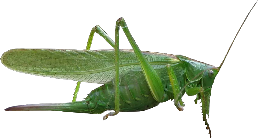 Grasshopper PNG