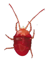 Tick insect PNG