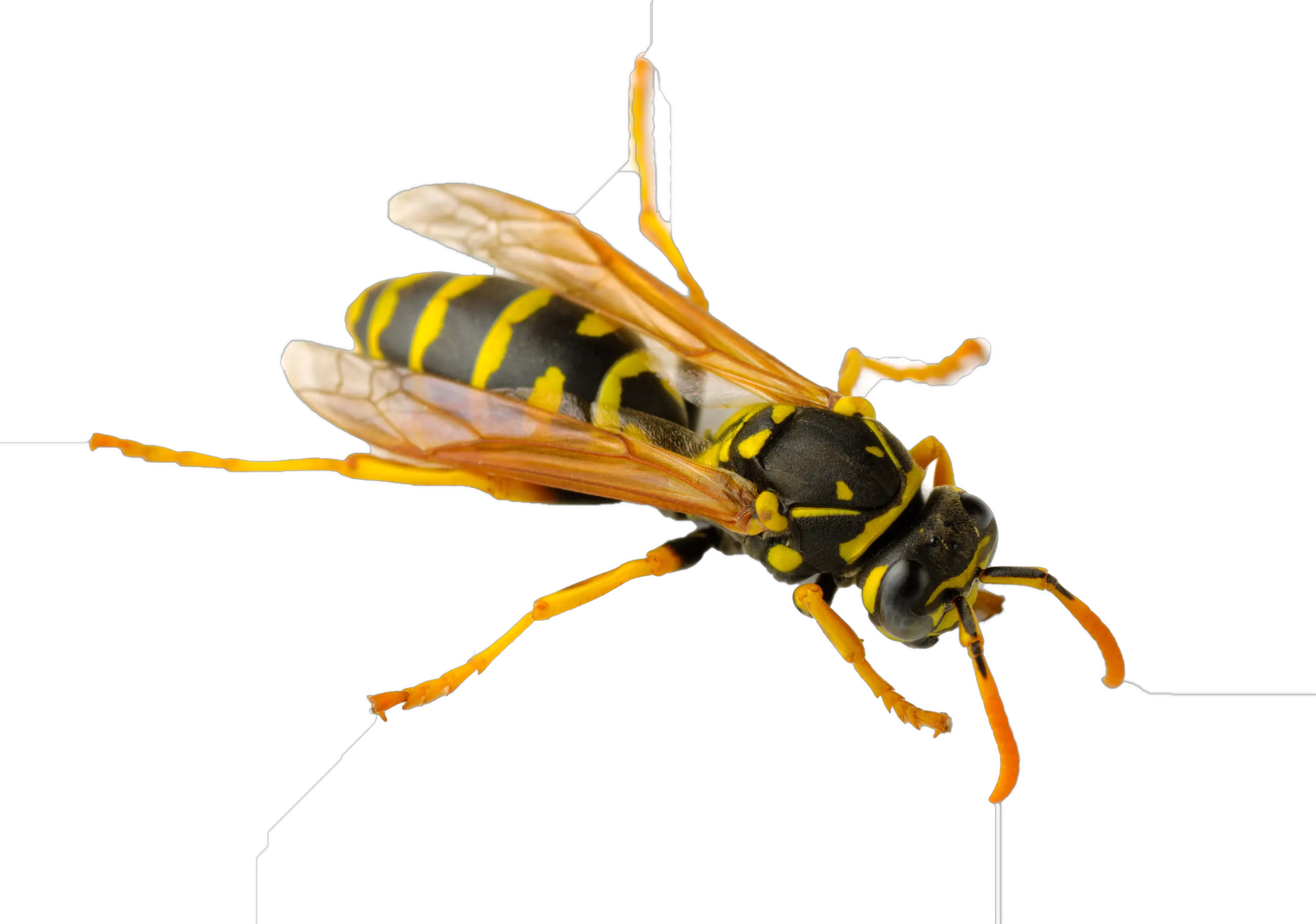 Wasp PNG