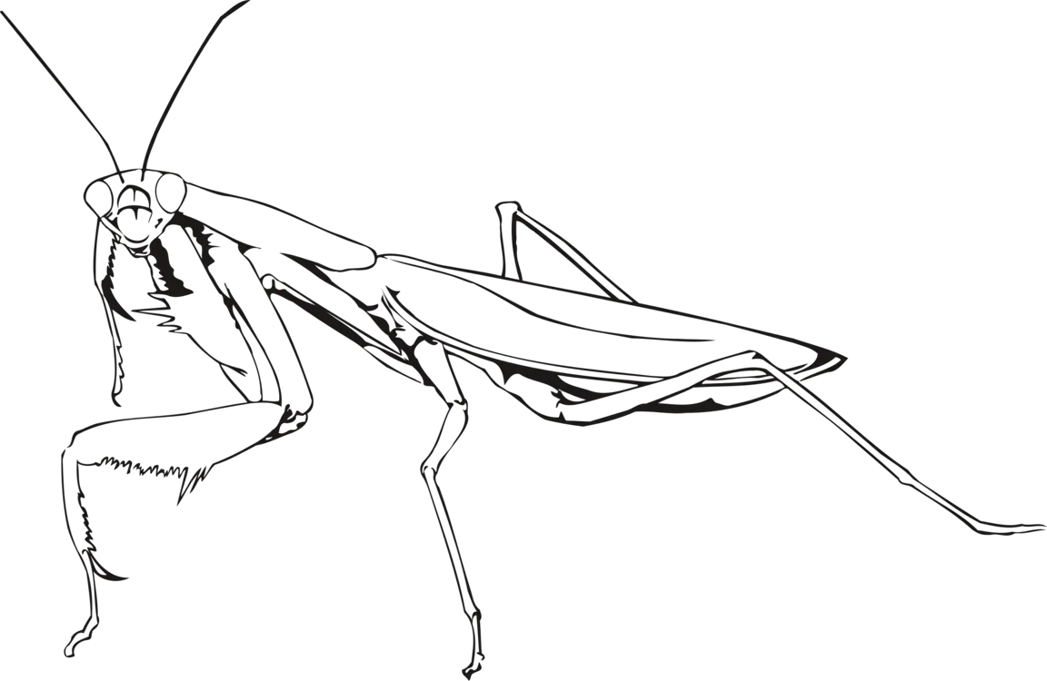 Mantis PNG