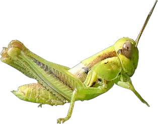 Grasshopper PNG