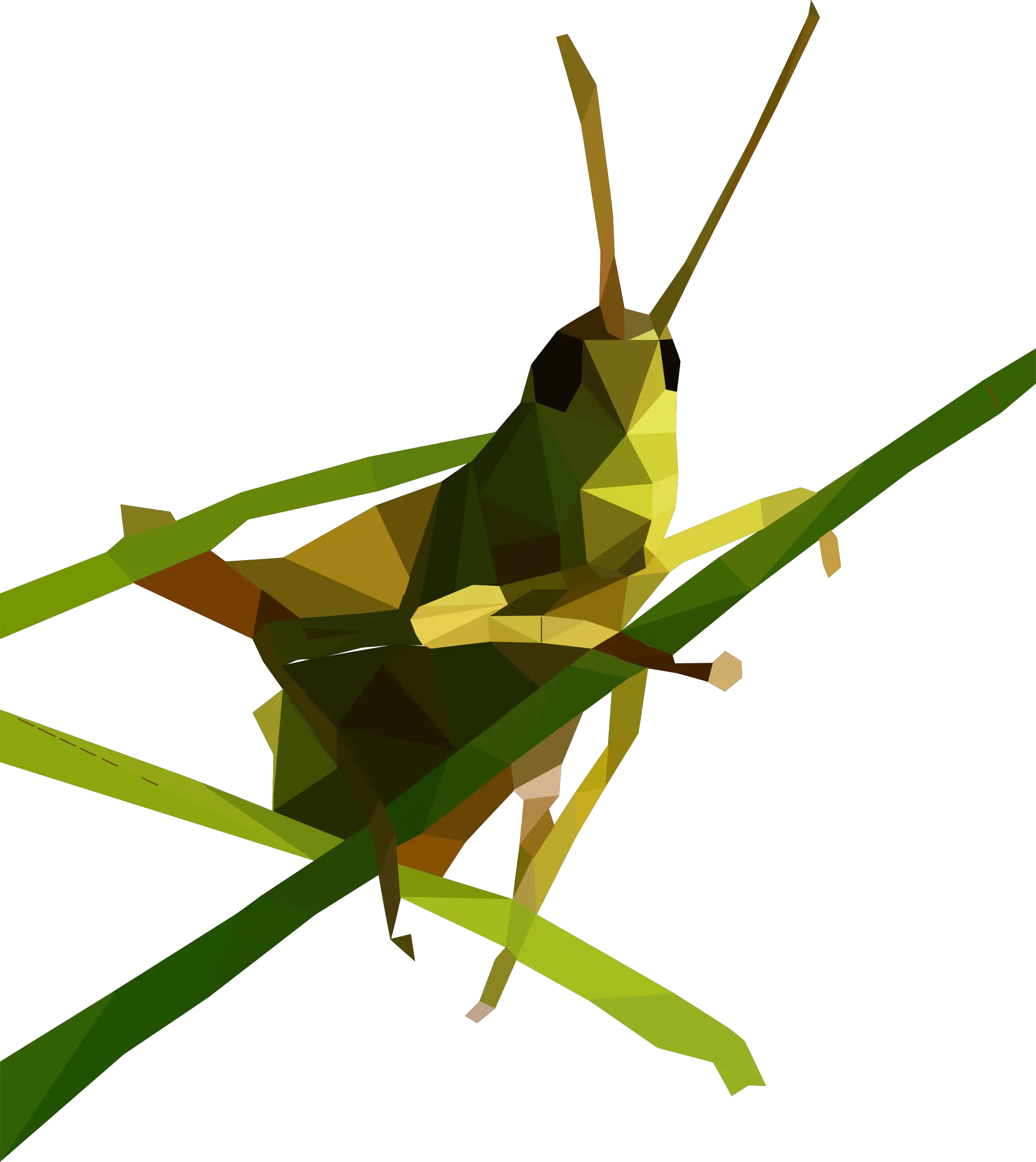 Grasshopper PNG