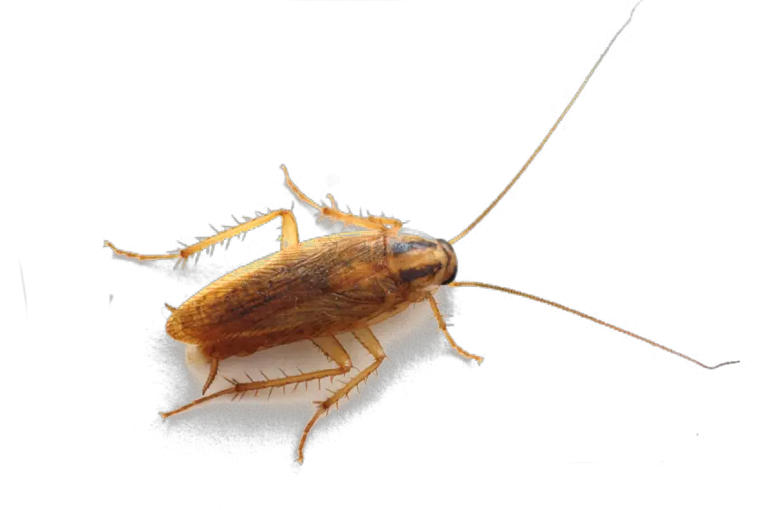 Roach PNG