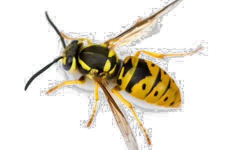 Wasp PNG