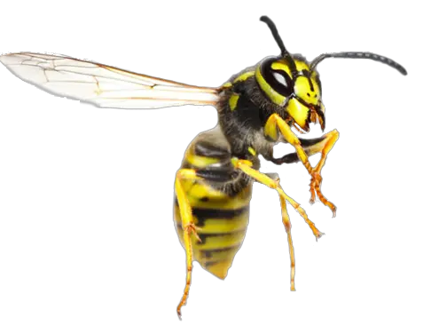 Wasp PNG