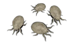 Tick insect PNG