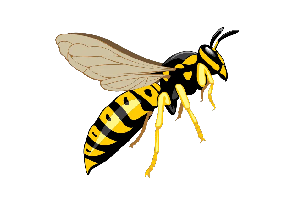 Wasp PNG