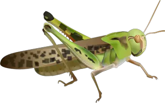 Grasshopper PNG