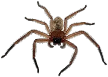 Spider PNG image