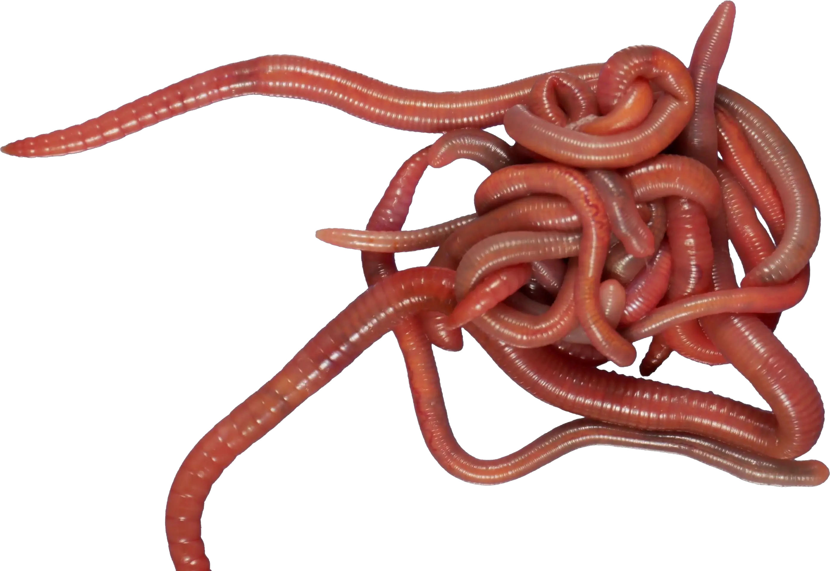 earthworm worm PNG