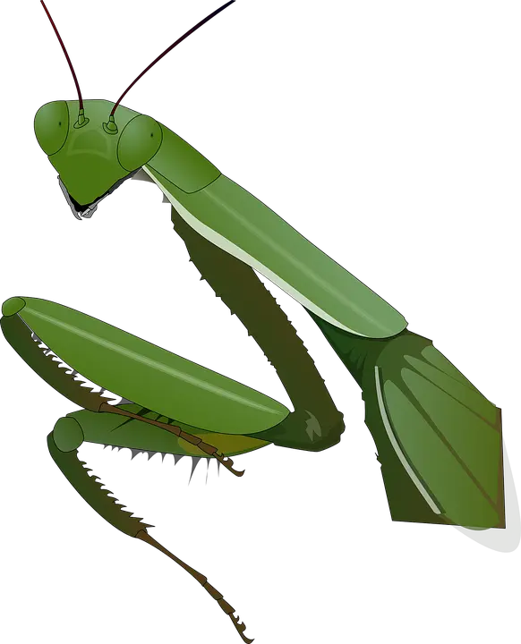 Mantis PNG