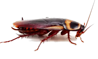 Roach PNG