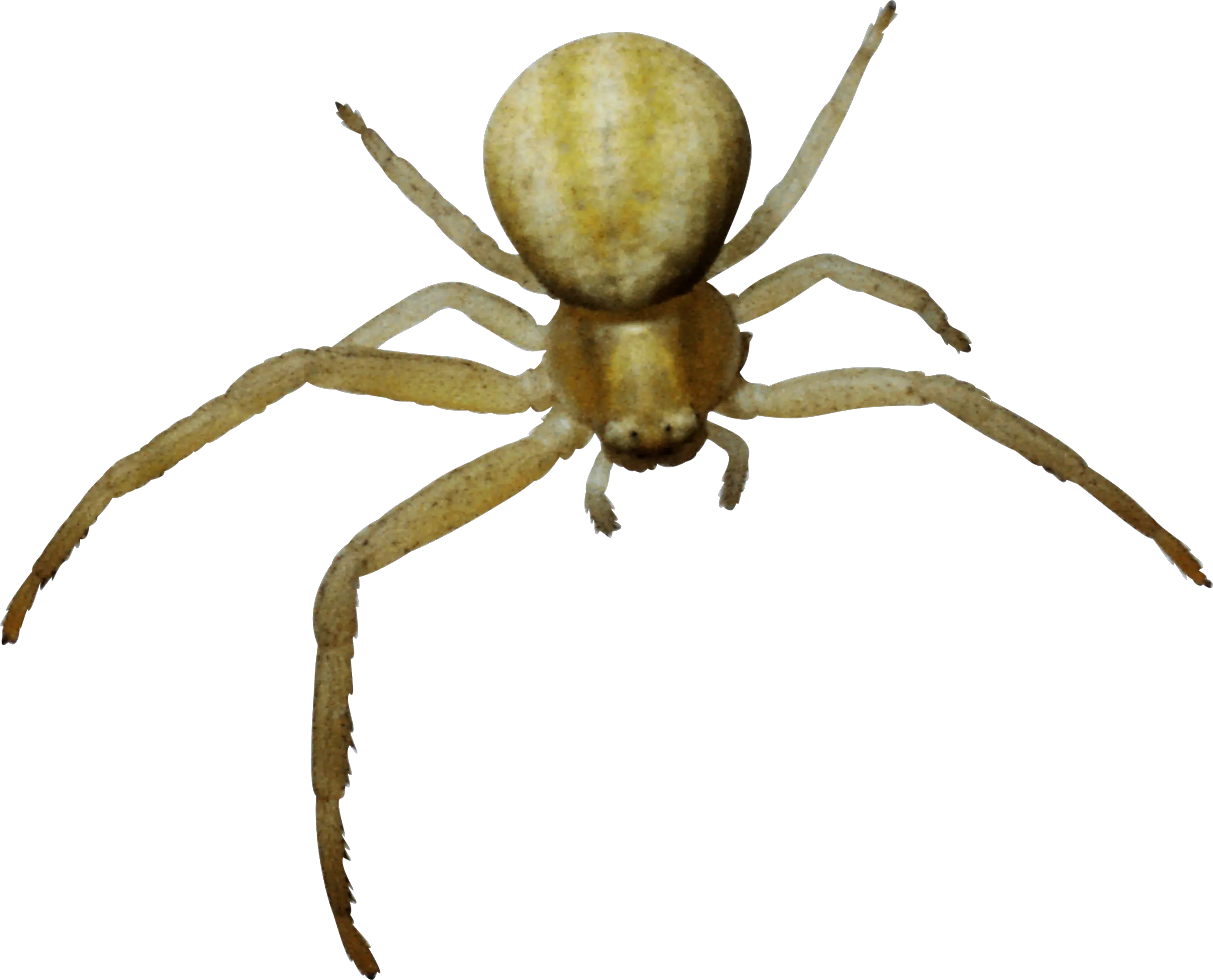 Spider PNG image