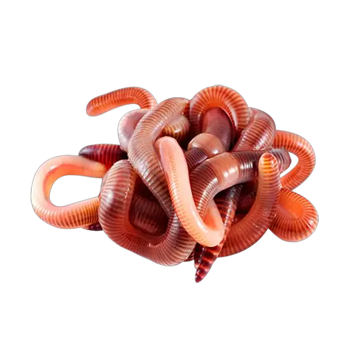 earthworm worm PNG