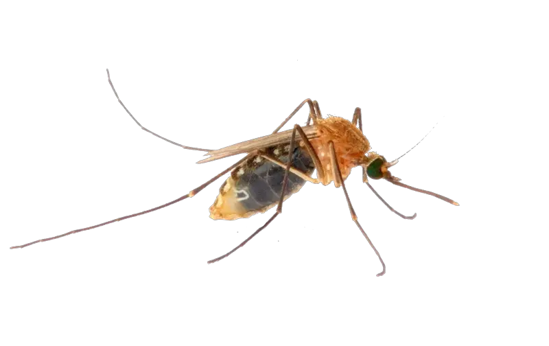 Mosquito PNG